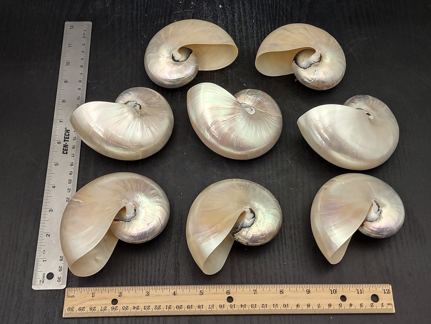 Baby Pearl Nautilus Seashell (4-5") - Nautilus Pompilius