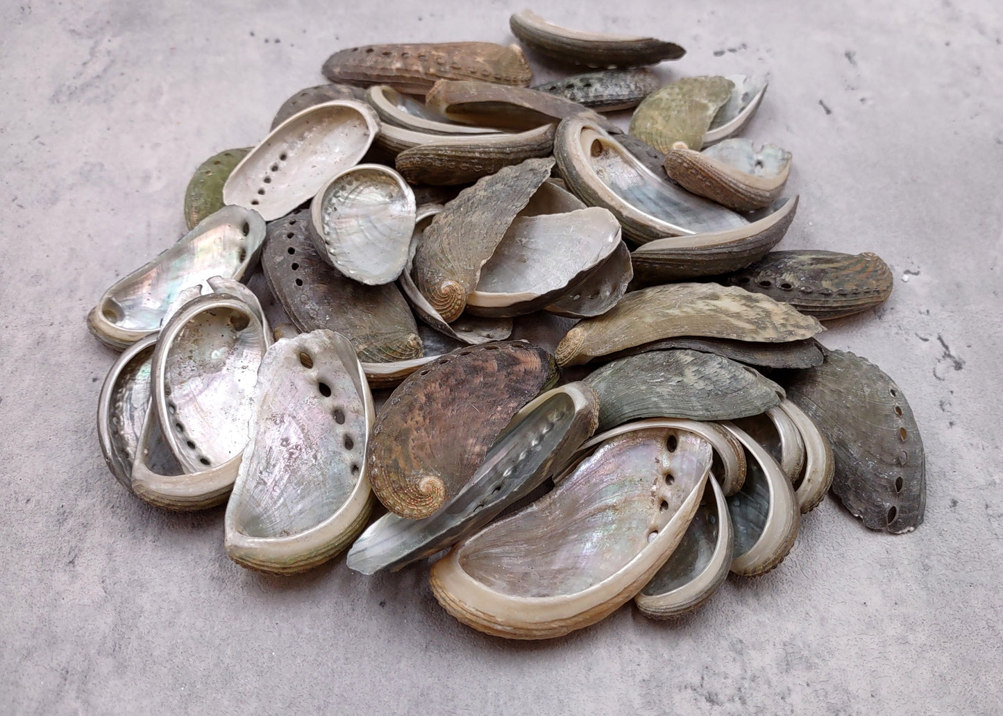 Natural Mule Ear Abalone Seashell Haliotis Asiana (10 shells approx. 1.5+ inches) Brown Green Silver Shells for crafts arts & jewelry!