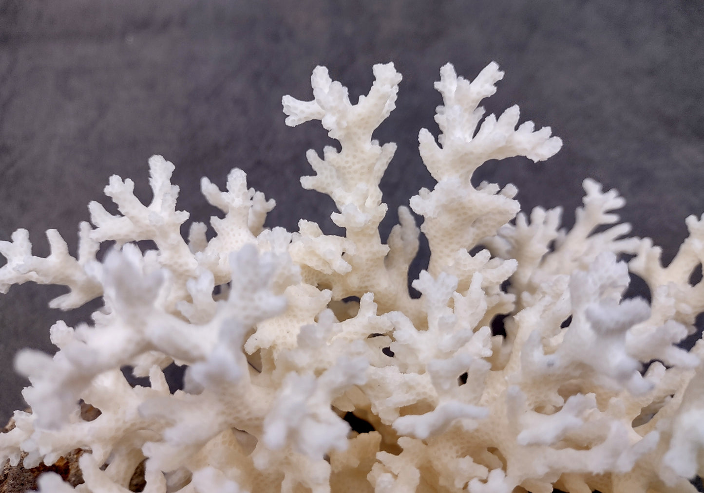 White Lace Coral Cluster (1 coral approx. 5-6+ inches) Great delicate coral to add to any fun display or coastal crafts!
