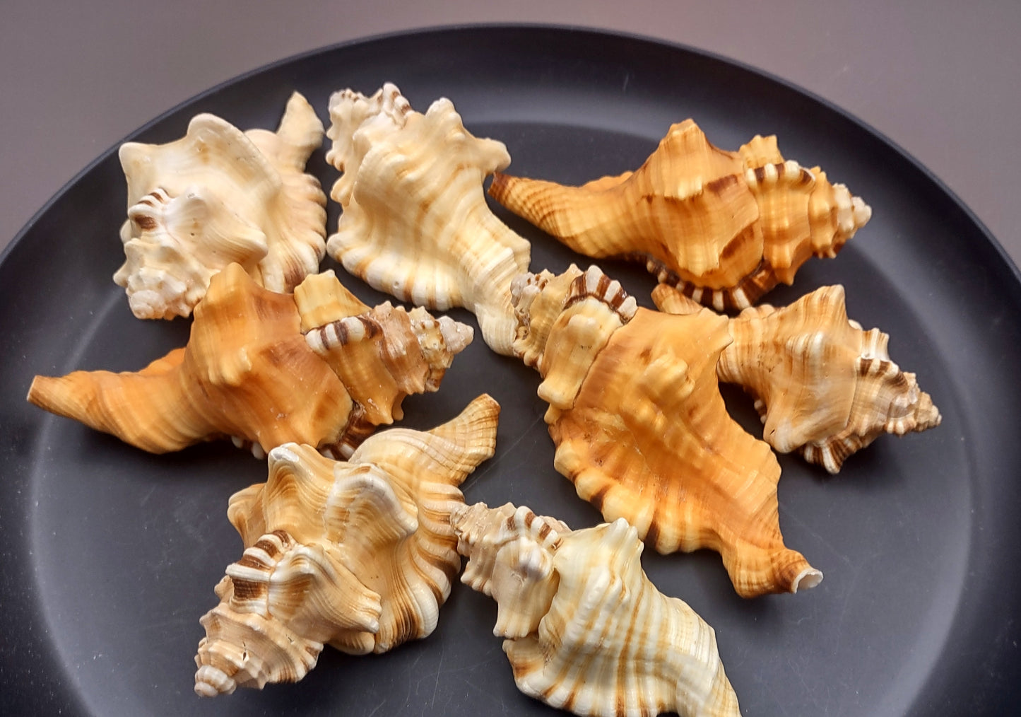 Perry's Triton Seashell Cymatium Peryii (1 shell approx. 3+ inches) Special shells for coastal crafting decor & collections!