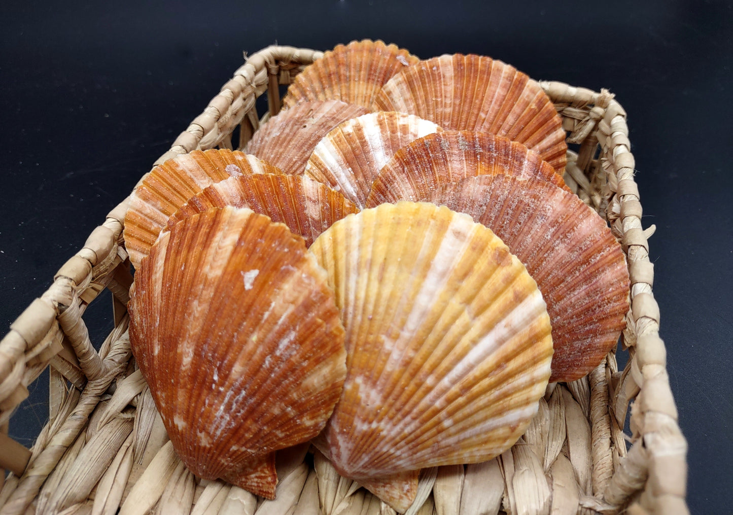 Tawny Brown Scallop Noble Pectin Halves Pecten Nobolis (Approx. quarter pound shells 2+ inches) Great shells for coastal arts & crafts!