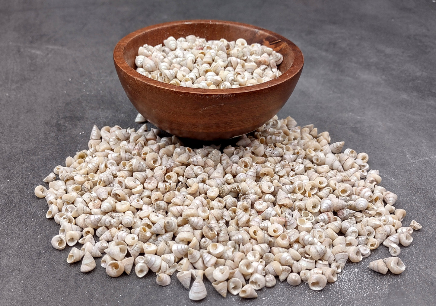 Tiny Venetian Pearl Seashells (appx. 380-400 pcs.) Pile of grey, white, and tan, small shells. Copyright 2024 SeaShellSupply.com.