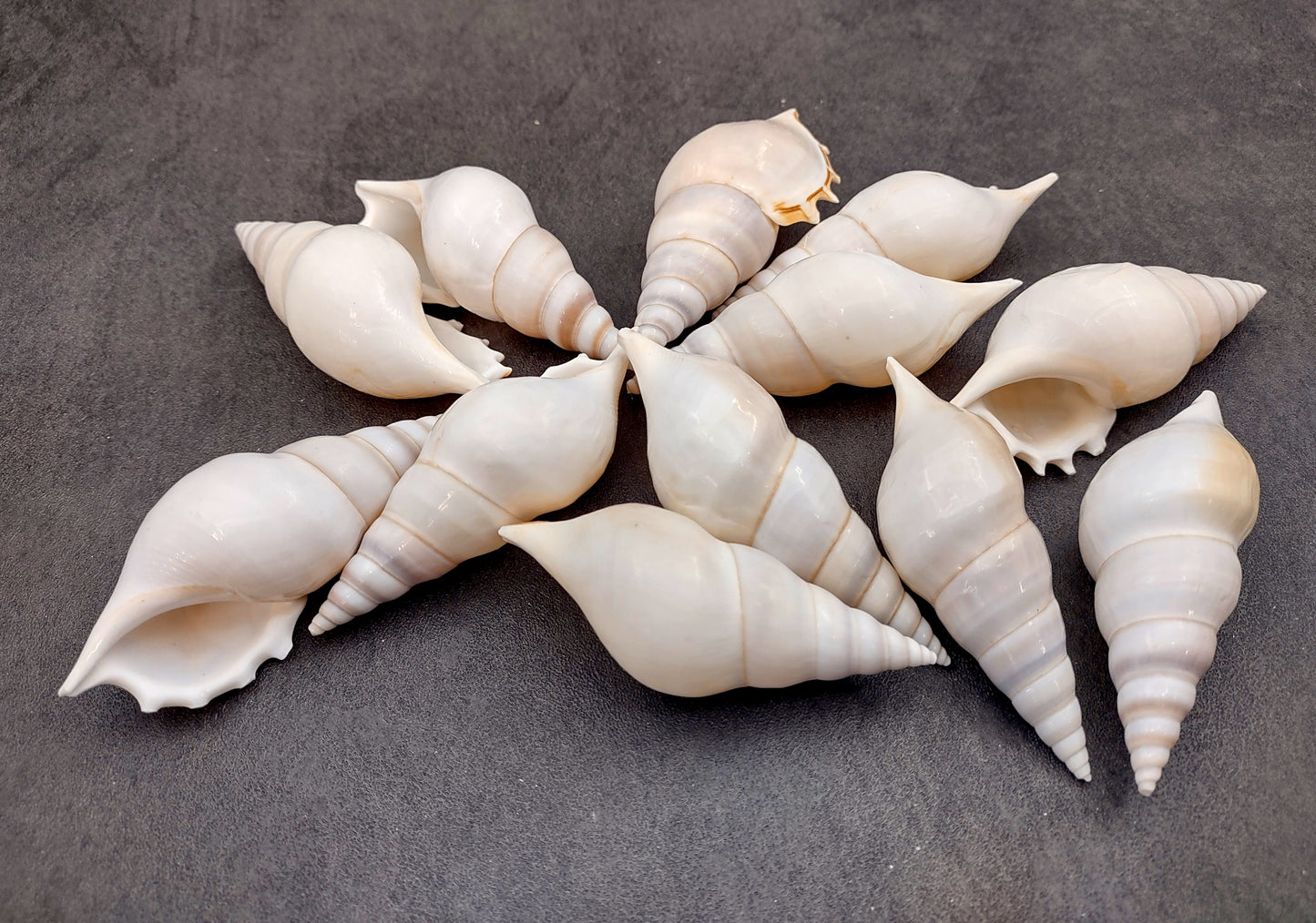 Delicate Tibia Shell - Tibia Delicatula - (3 shells approx. 3-4 inches). Three white and tan shaded spiral shells with a small opening at the end. Copyright 2022 SeaShellSupply.com.