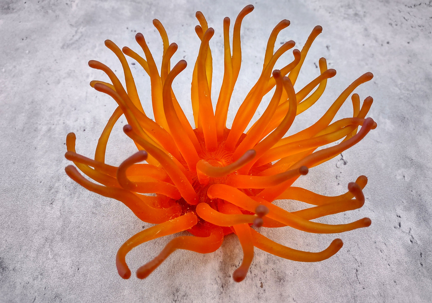 Orange FAUX Anemone - Condylactis Gigantea - (1 FAUX Anemone, Approx. 6Wx3Dx6T). Long armed orange to yellow ombre anemone with a round base. Copyright 2024 SeaShellSupply.com.