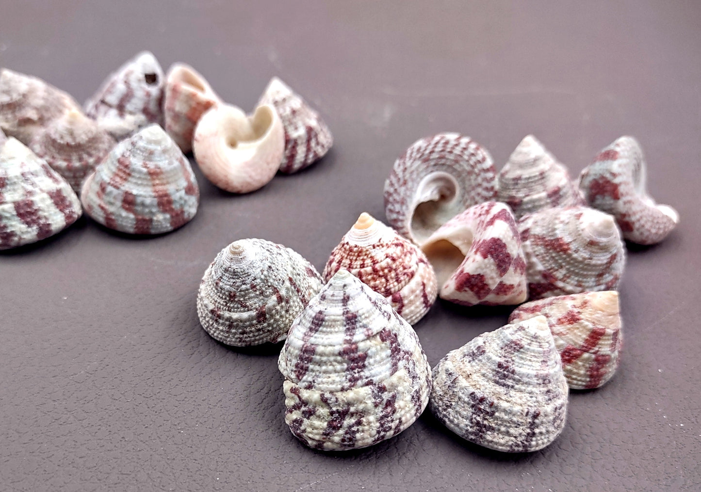 Christmas Tree Top Shells - Trochus Radiatus - (10 shells approx. .5-1 inches). Different shades of Orange and Teal shells in pile. Copyright 2024 SeaShellSupply.com.