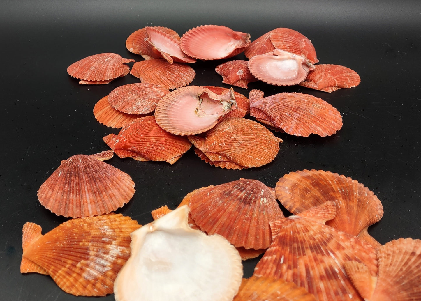 Fire Red Scallop Shell Halves Noble Pecten Nobolis (Approx. quarter pound shells 2+ inches) Red Scallop seashells for arts & crafts!