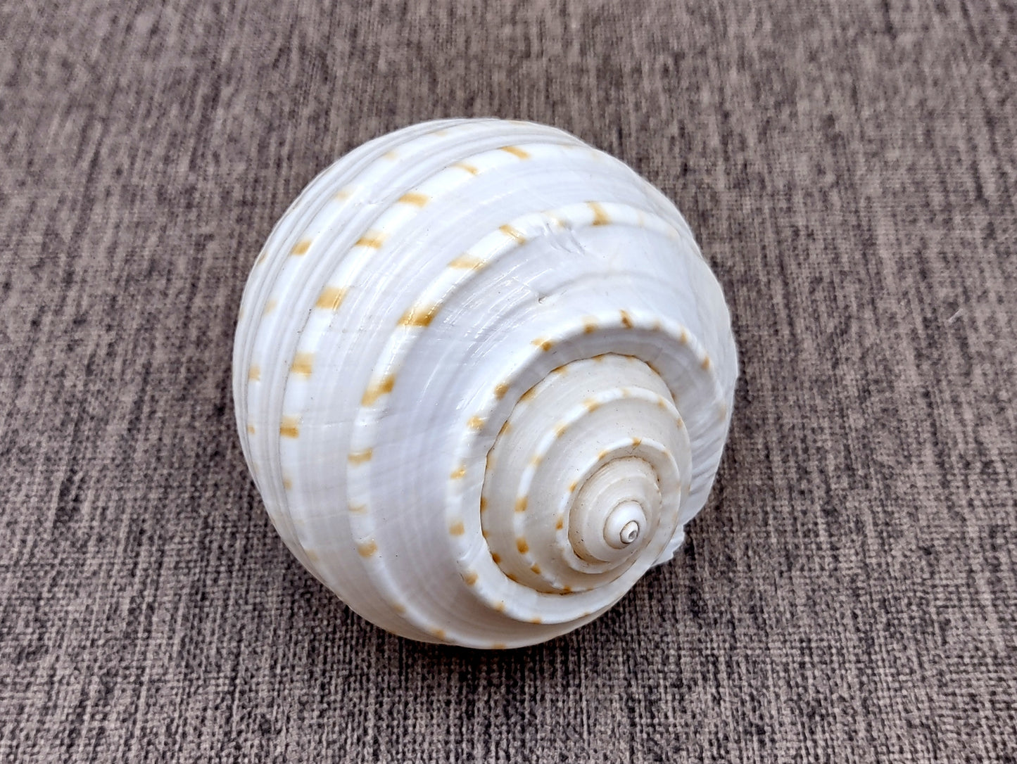 Spotted Tun Seashell Tonna Tessalata (1 shell approx. 4+ inches) Distinct shells for coastal crafting décor & collections!