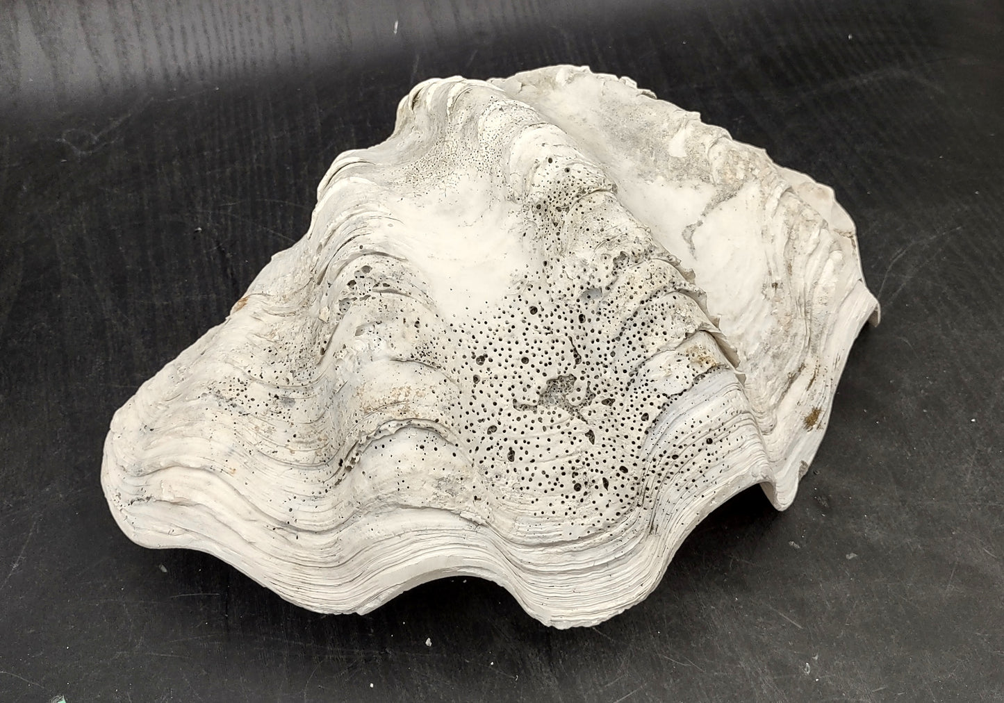 Giant clam shell individual specimen. Copyright 2024 SeashellSupply.com