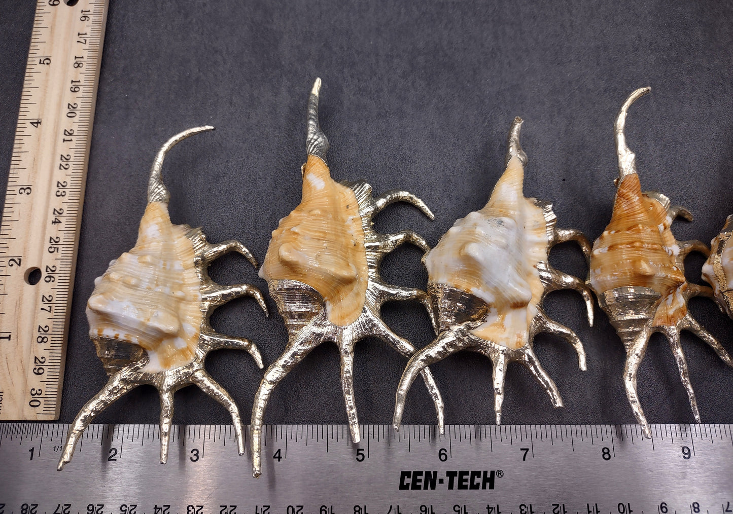 Silver-Plated Oranger Spider Seashell - Lambis Crotata - (1 Shell approx. 4+ inches) One orange and white spider conch with silver plated decoration. Copyright 2024 SeaShellSupply.com
