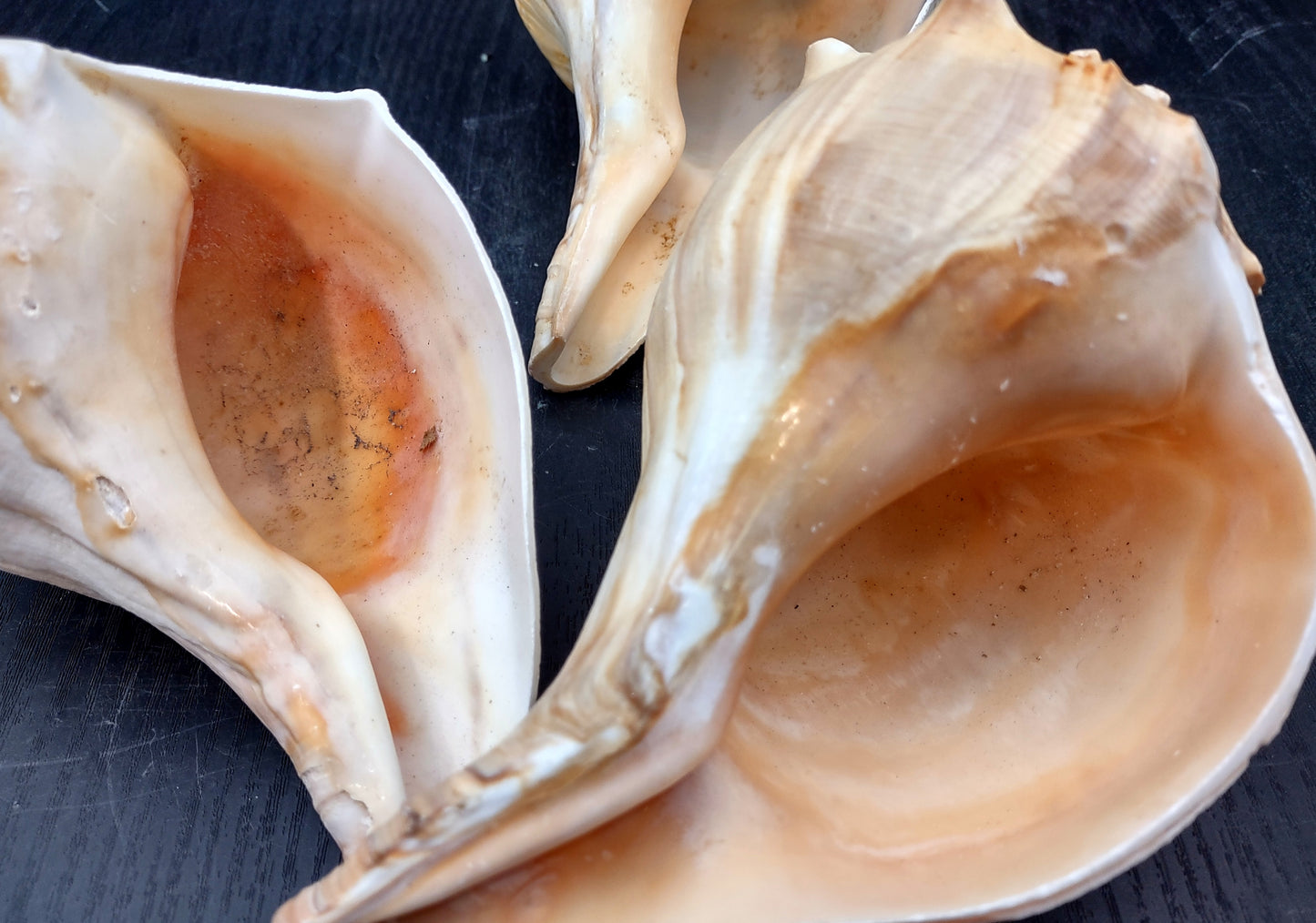 Atlantic Right Handed Whelk - Busy Carica - (1 shell, Approx. 5.5-6.5 inches). Creamy shell with wide wrapping but a longer pointed end, some spikes. Copyright 2024 SeaShellSupply.com.