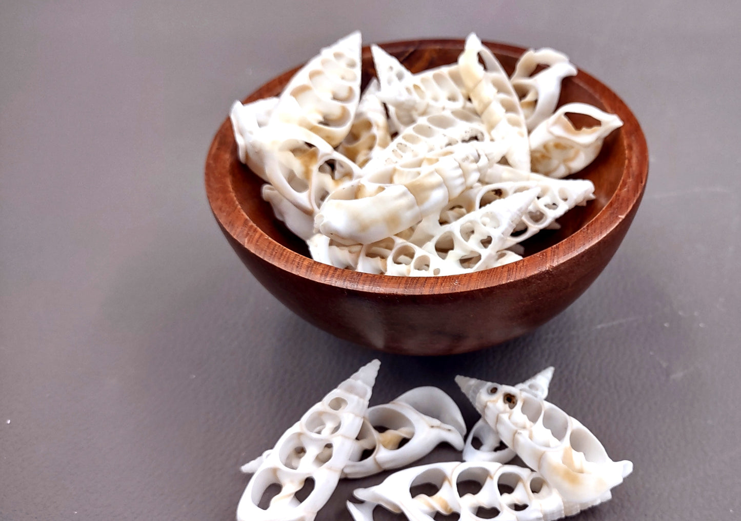 Cerithium Sliced/Center Cut Seashells (10 pcs.). White ribbed shells showing the inner cavities. Copyright 2024 SeaShellSupply.com.