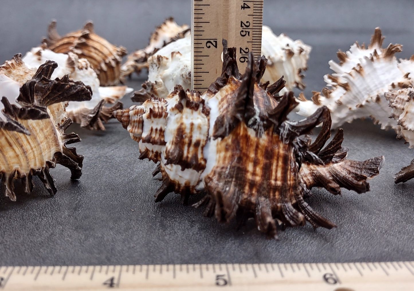 Endive Murex Seashell - Murex Endivia - (1 shell approx. 3-4 inches). One spiked spiral shell with small opening and black edges. Copyright 2022 SeaShellSupply.com.