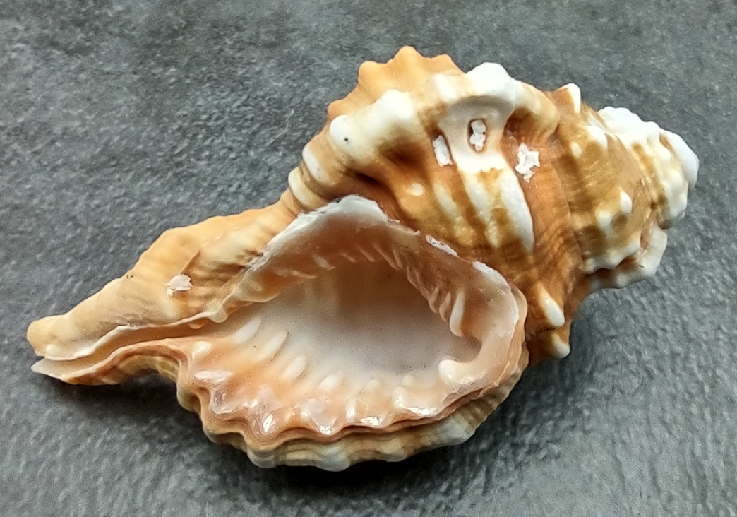 Pear Triton Seashell (3-3.5 inches) - Cymatium Pyrum. Two orange and red shells showing the top and bottom angles. Copyright 2022 SeaShellSupply.com.