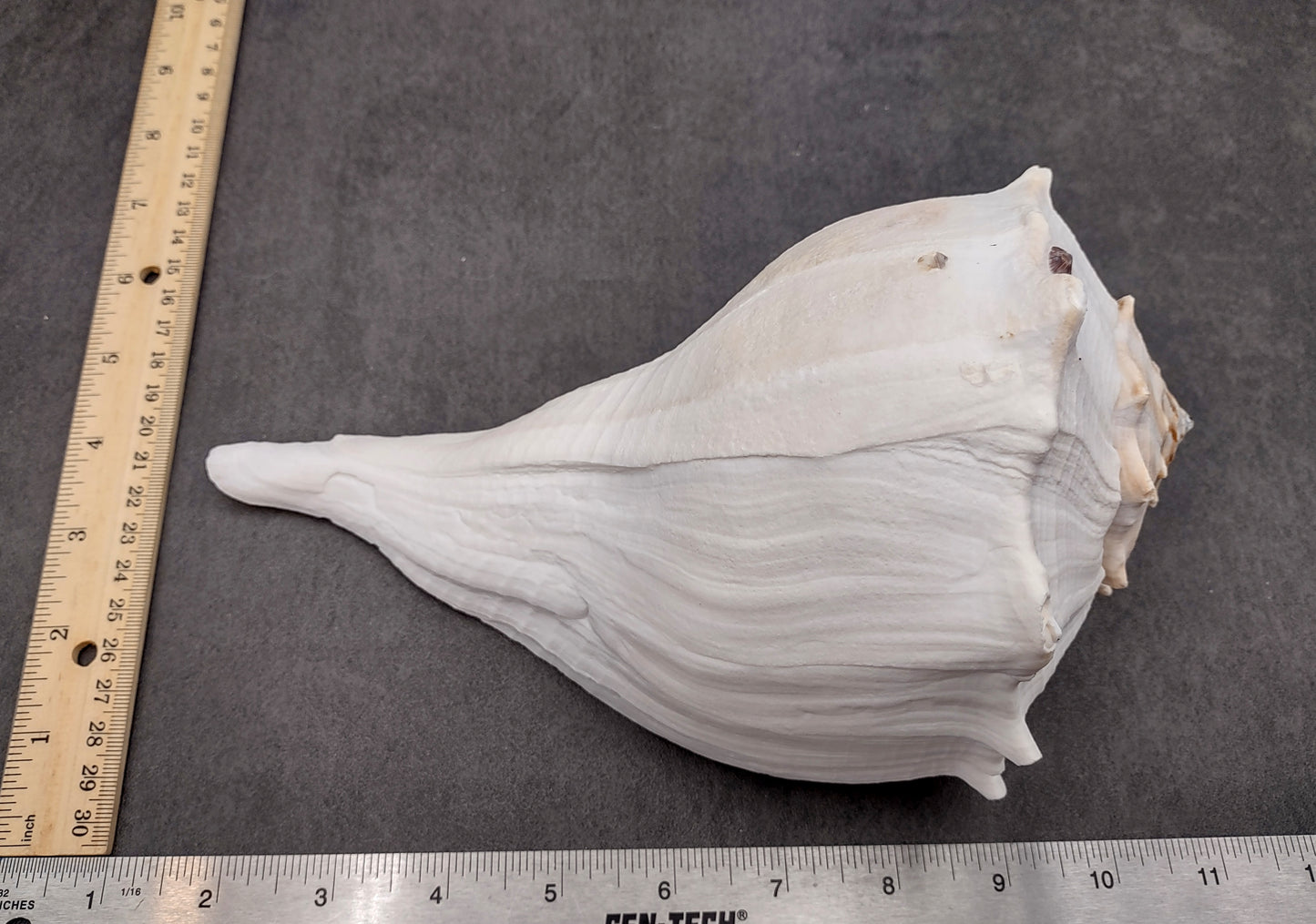 Image of large gorgeous Left Handed Streaked Knobbed Whelk. Ranging in color from creamy tan to gray and even purple. Copyright 2024 SeashellSupply.com