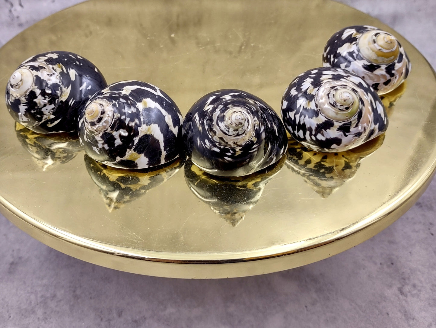 West Indian Top Polished Seashell or Magpie Striped Shell Cittarium Pica (1 shell approx. 2+ inches) Natural Sea Shell for Arts & Crafts!