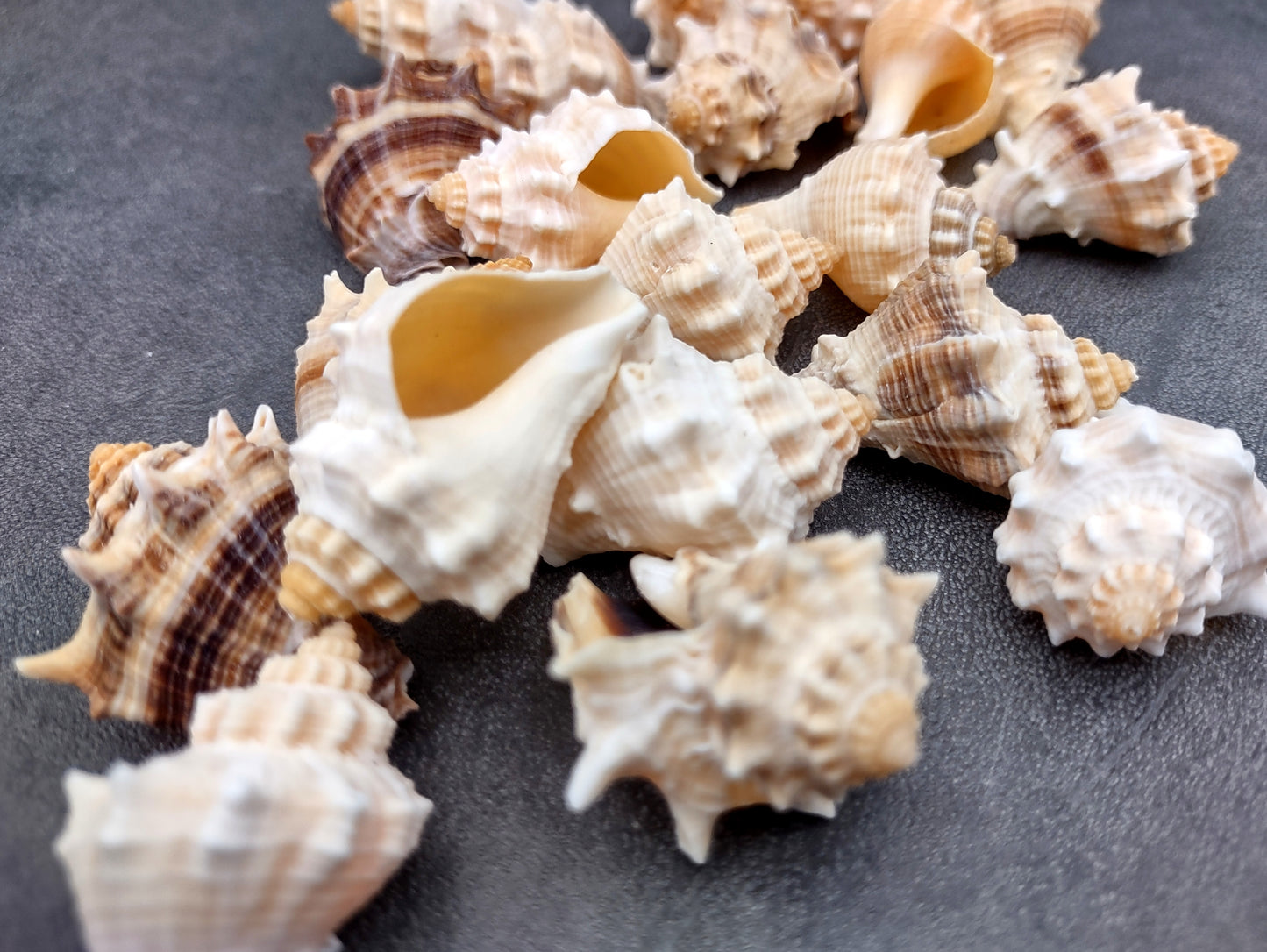 Spiny Melongena Seashells Melongena Bispinosa (10 shells approx. 1+ inches) Spiny shell great for any collection or coastal craft project!