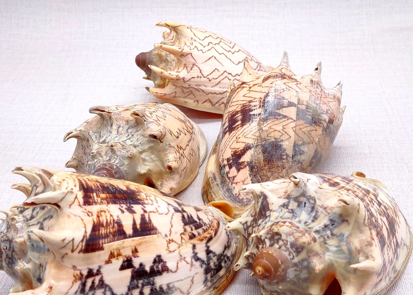 Imperial Volute Seashell Voluta Imperialis (1 shell approx. 5+ inches) Great shells for coastal crafting decor & collections!