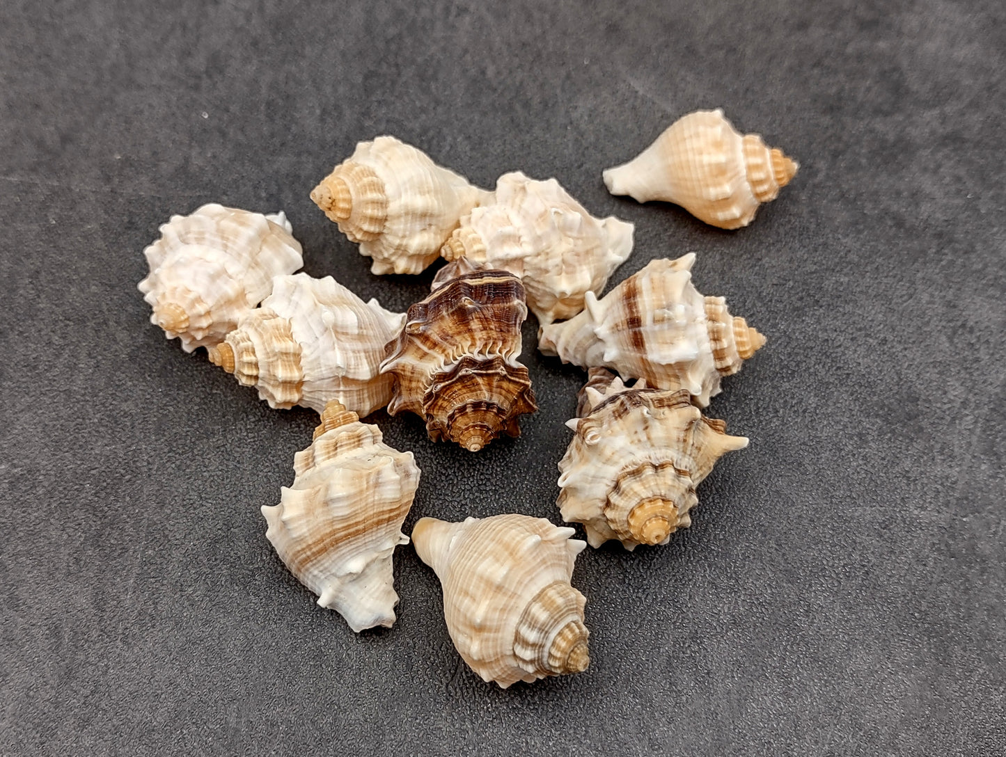 Spiny Melongena Seashells Melongena Bispinosa (10 shells approx. 1+ inches) Spiny shell great for any collection or coastal craft project!