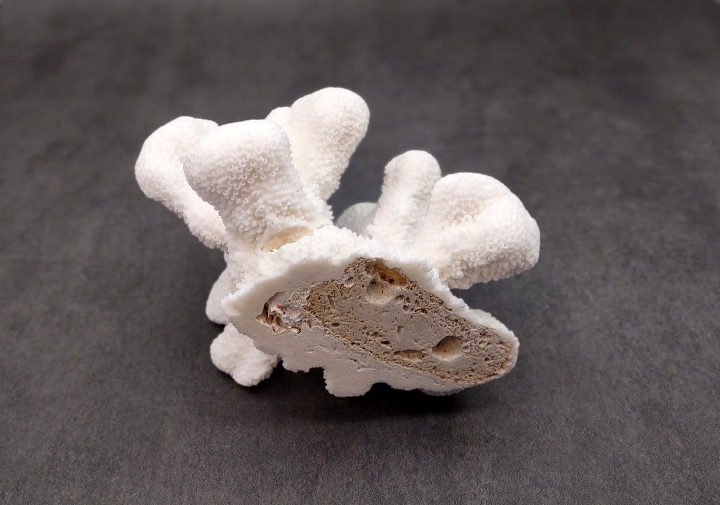 White Catspaw Coral Cluster Pocillopora Palifera (1 coral approx. 5-6+ inches) Great for ocean decor art projects & collecting!