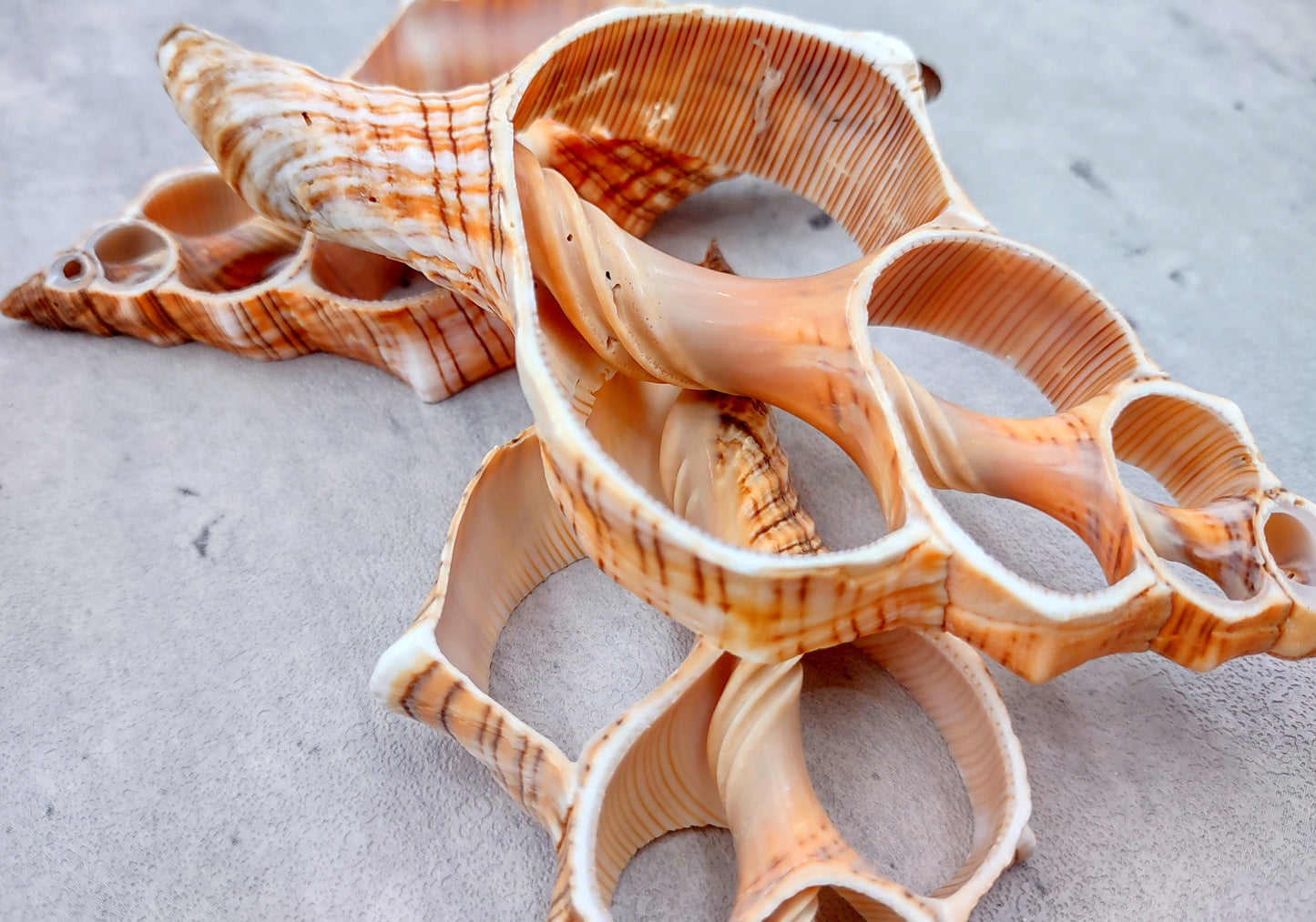 Photo of a pair of orange and cream large center cut fox shells. Copyright 2024 SeashellSupply.com