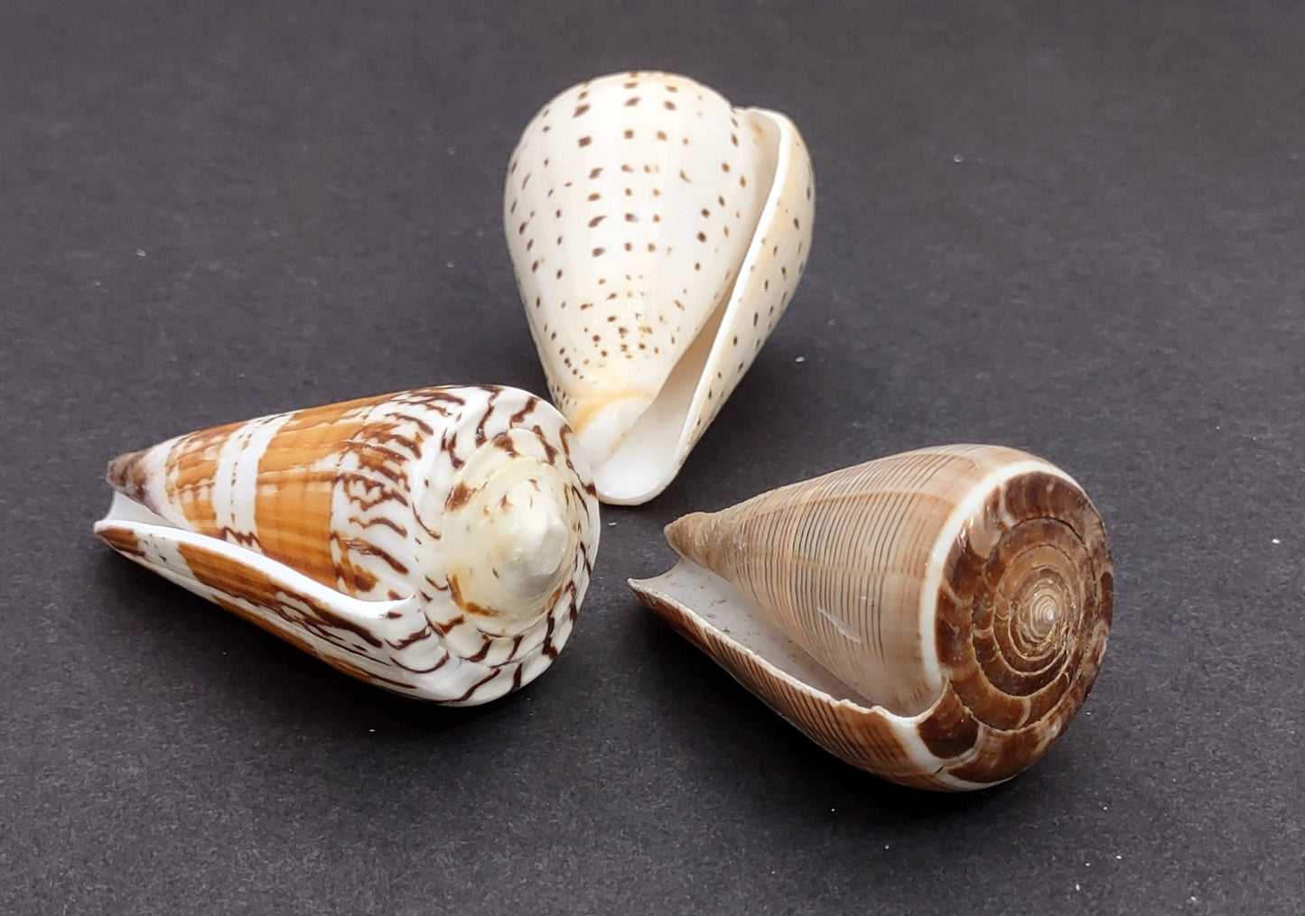 Large Cone Seashell Assortment (3 shells approx. 2.5+ inches) Assortment of Cone shells to add to collections displays & crafting!