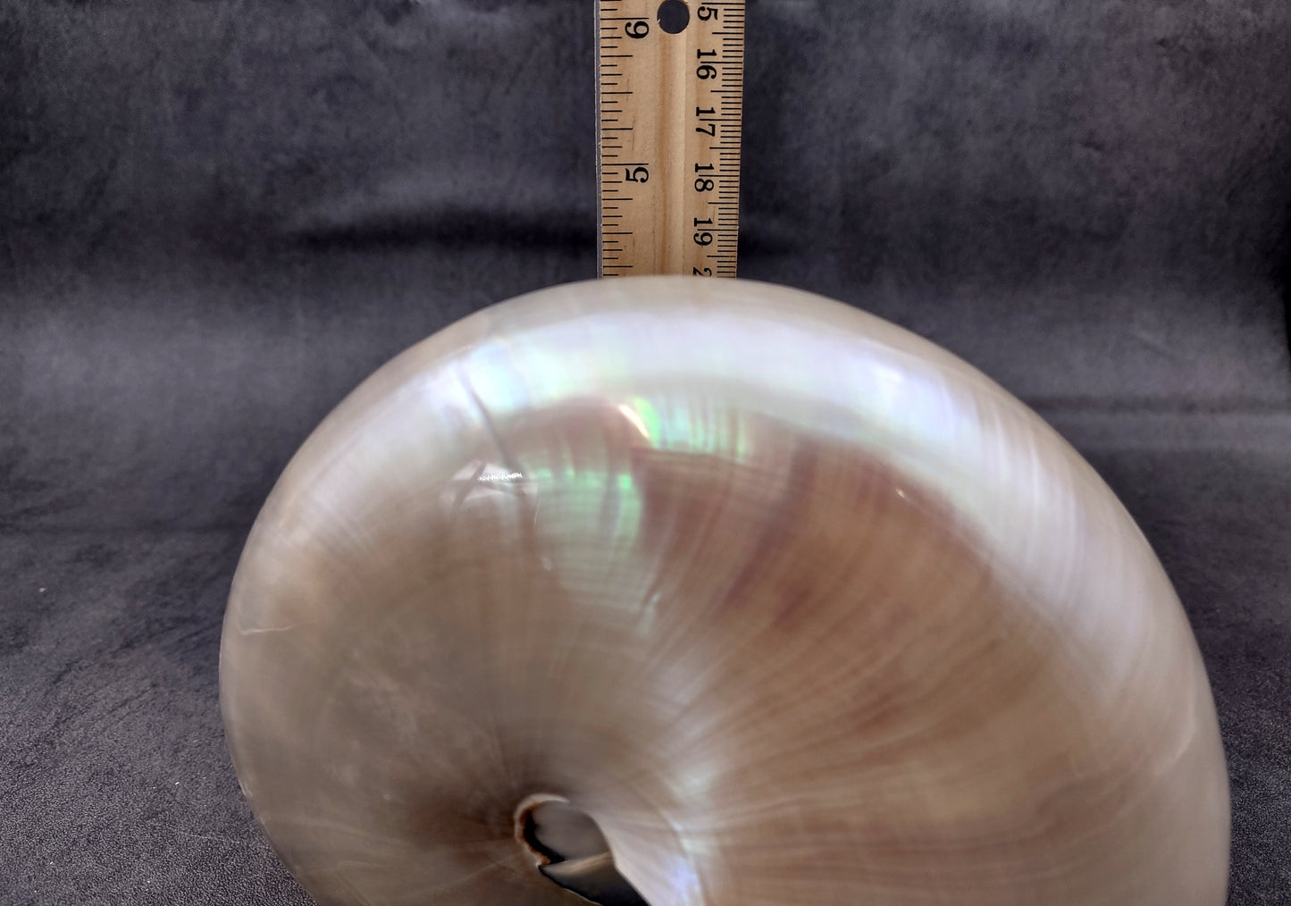 Pearl Nautilus Seashell (6-7") - Nautilus Pompilius