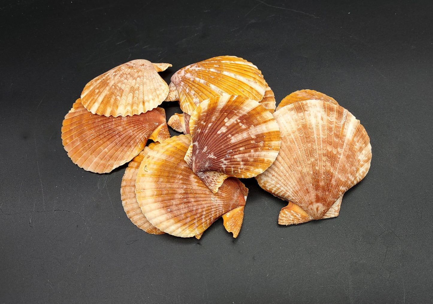 Tawny Brown Scallop Noble Pectin Halves Pecten Nobolis (Approx. quarter pound shells 2+ inches) Great shells for coastal arts & crafts!