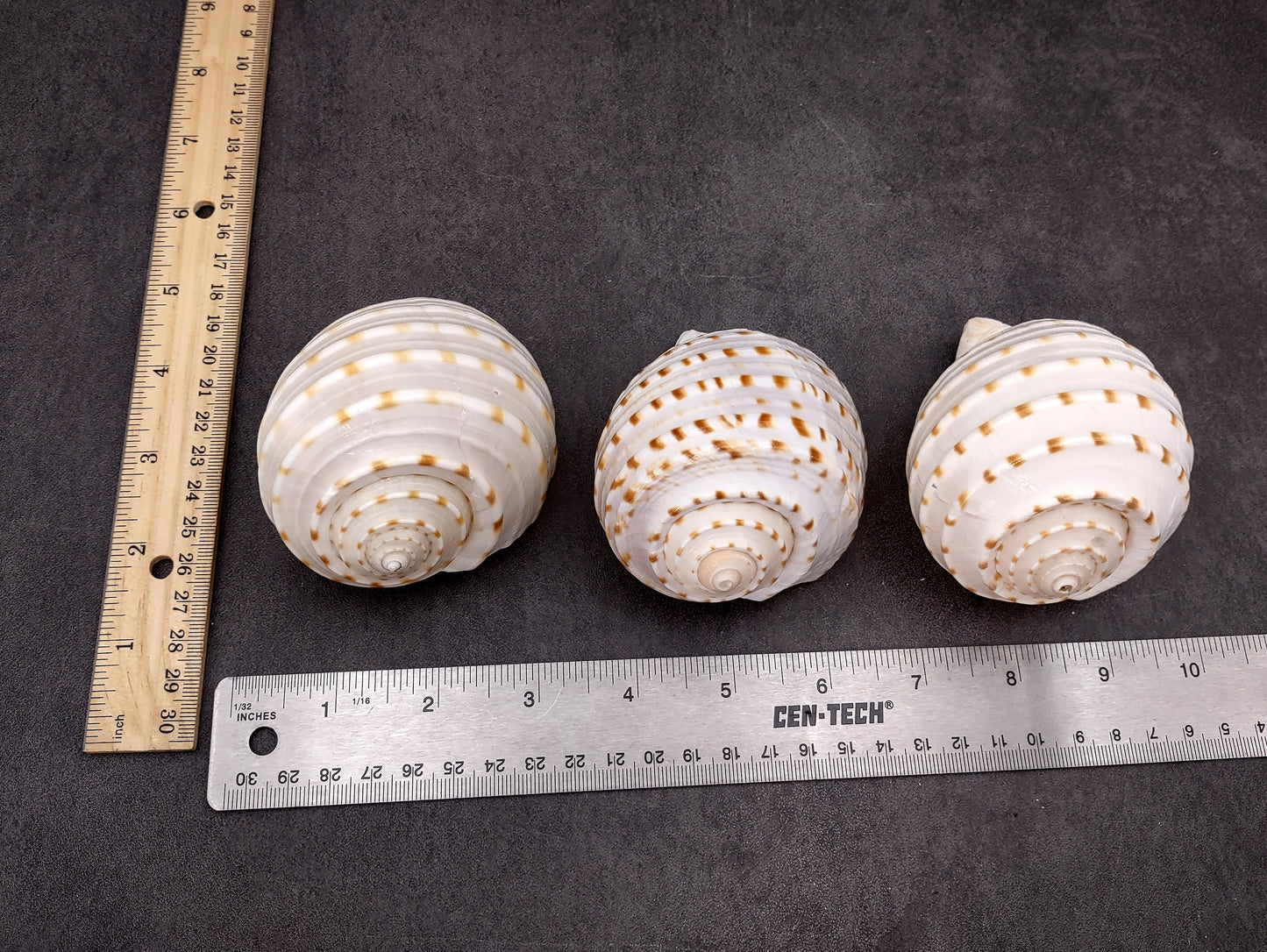 Spotted Tonna Seashells Tonna Tessalata (2 shells approx. 3+ inches) Perfect shells for coastal crafting décor & collections! Spotted white shells with tan dots and a spiral pattern. Copyright 2024 SeaShellSupply.com