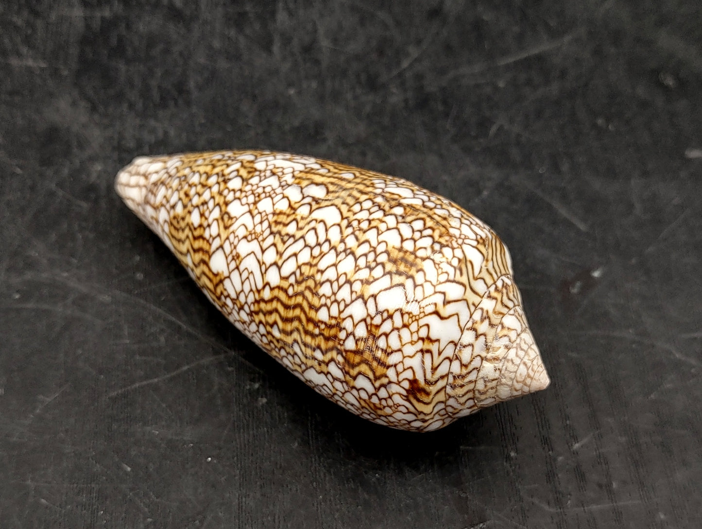 Cloth of Gold Cone Seashell (2.5-3"+) - Conus Textile