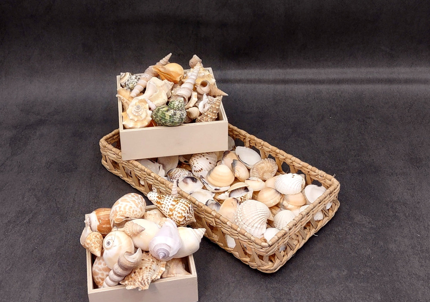 Indian Ocean Seashell Mix (approx. 1 kilogram 160+ shells 0.5-2+ inches) Great shells for coastal crafting and collections!
