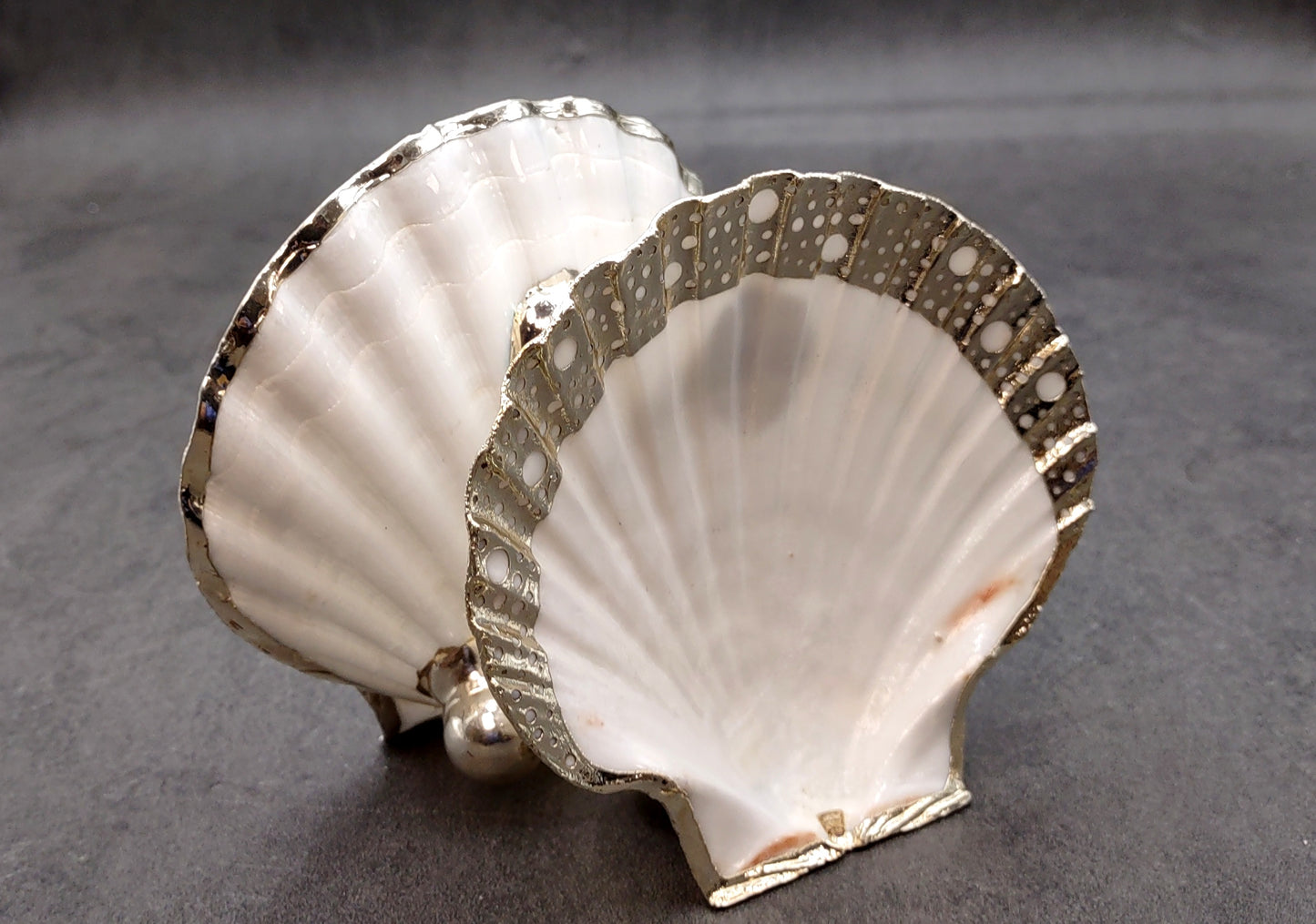 Silver Edged Scallop Seashell Dish Pecten Maximus (1 dish approx. 4.5+ inches) CIRCLE PATTERN scallop shell dish for a coastal home!
