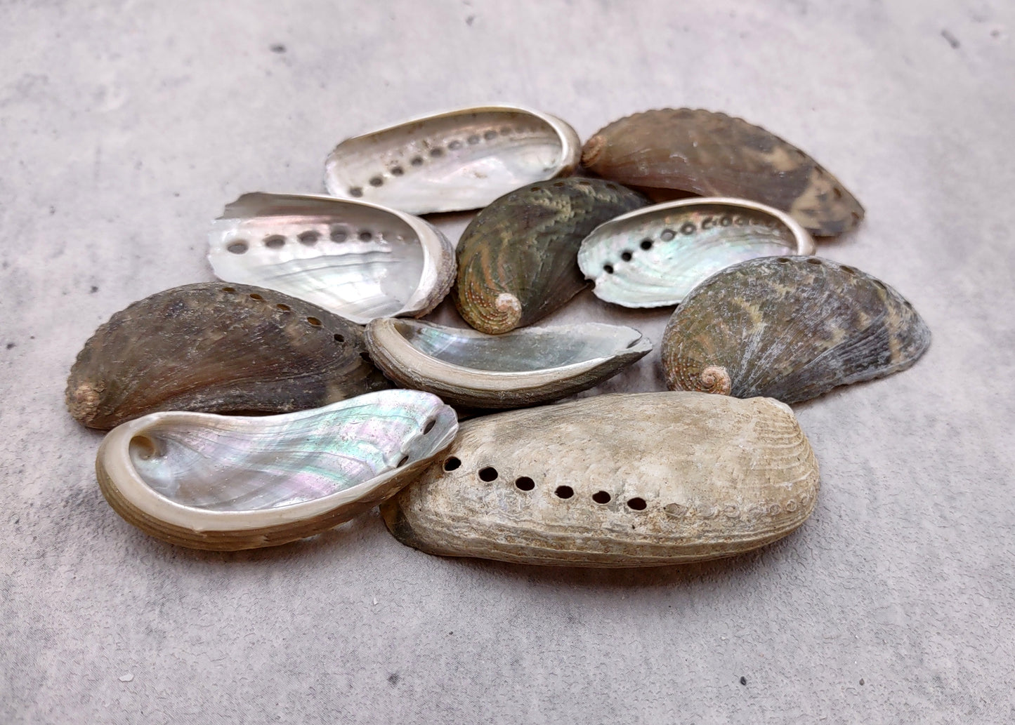 Natural Mule Ear Abalone Seashell Haliotis Asiana (10 shells approx. 1.5+ inches) Brown Green Silver Shells for crafts arts & jewelry!