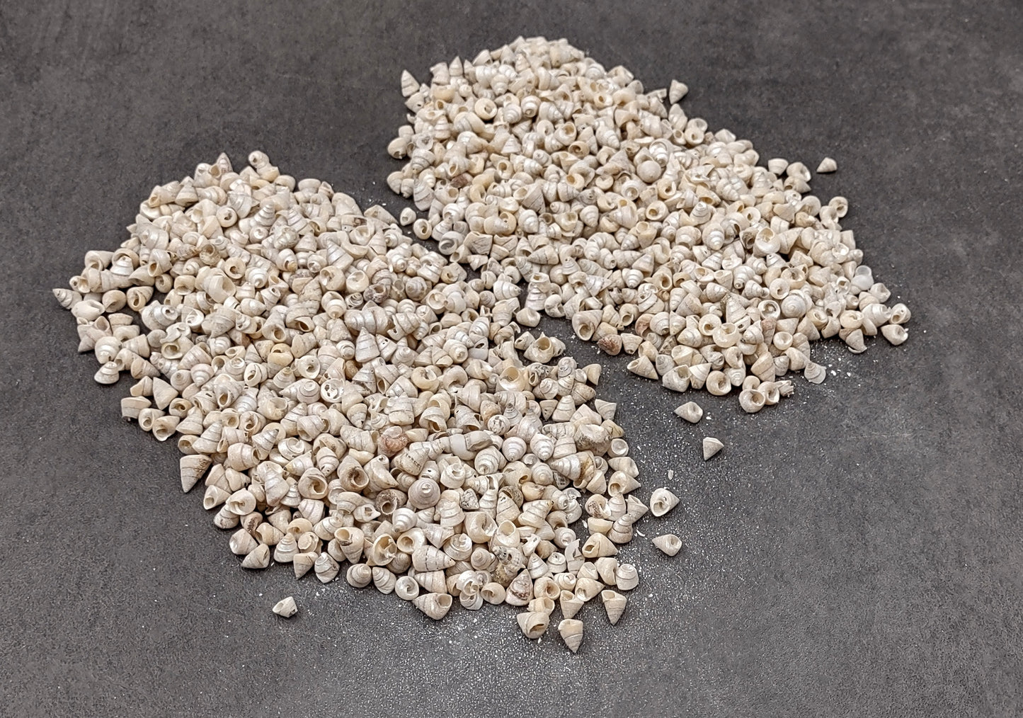 Tiny Venetian Pearl Seashells (appx. 380-400 pcs.) Pile of grey, white, and tan, small shells. Copyright 2024 SeaShellSupply.com.