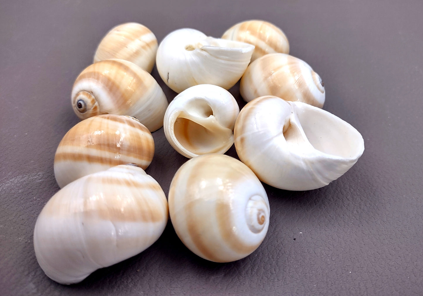 Shark Eye Moon Seashells (10 pcs.) - Polinices Duplicatus. White shells with tan stripes following the spiral. Copyright 2024 SeaShellSupply.com.