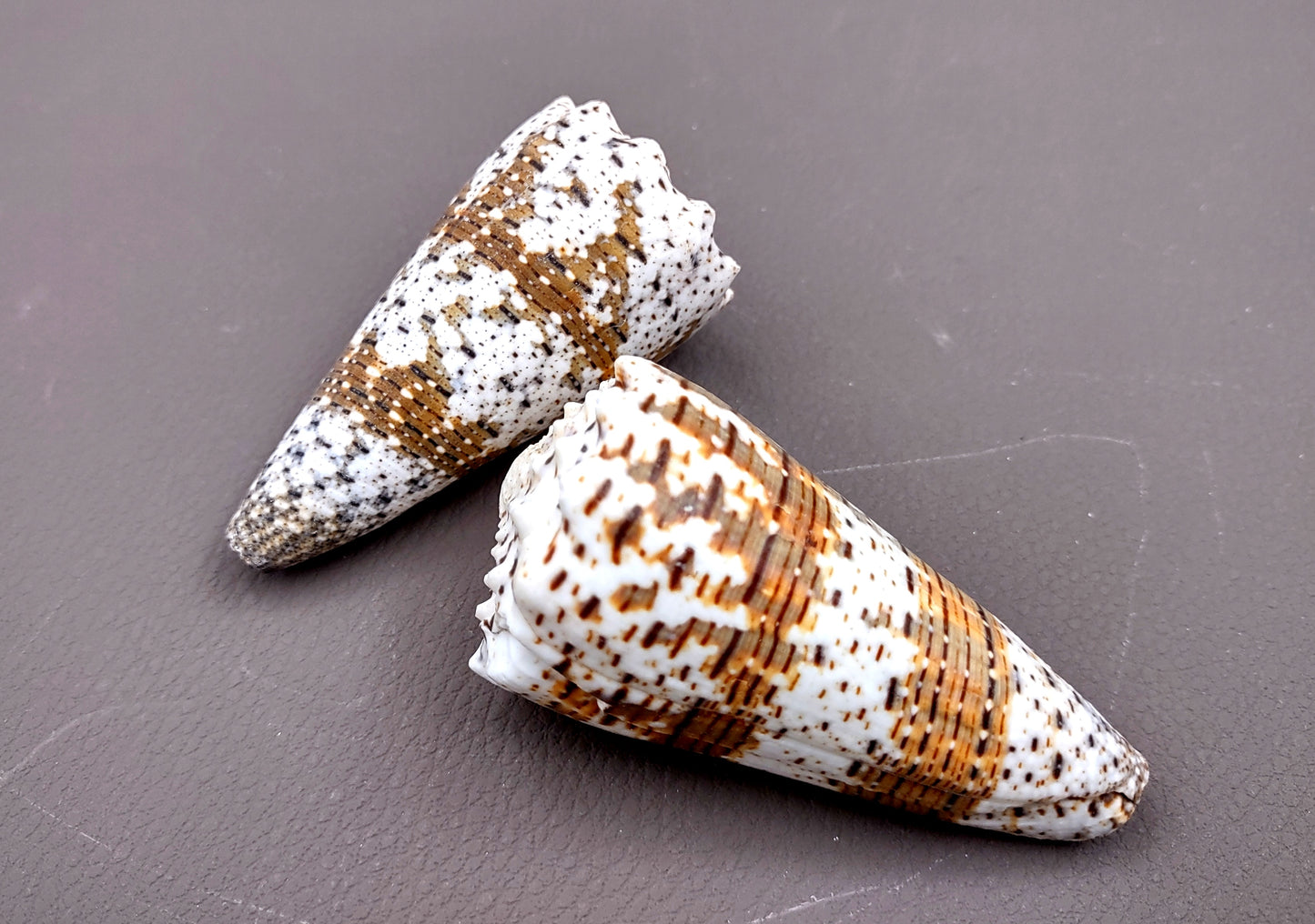 Imperial Cone Seashell (2 pcs.) - (2-3 inches). Cone shaped brown and white striped shells. Copyright 2024 SeaShellSupply.com.