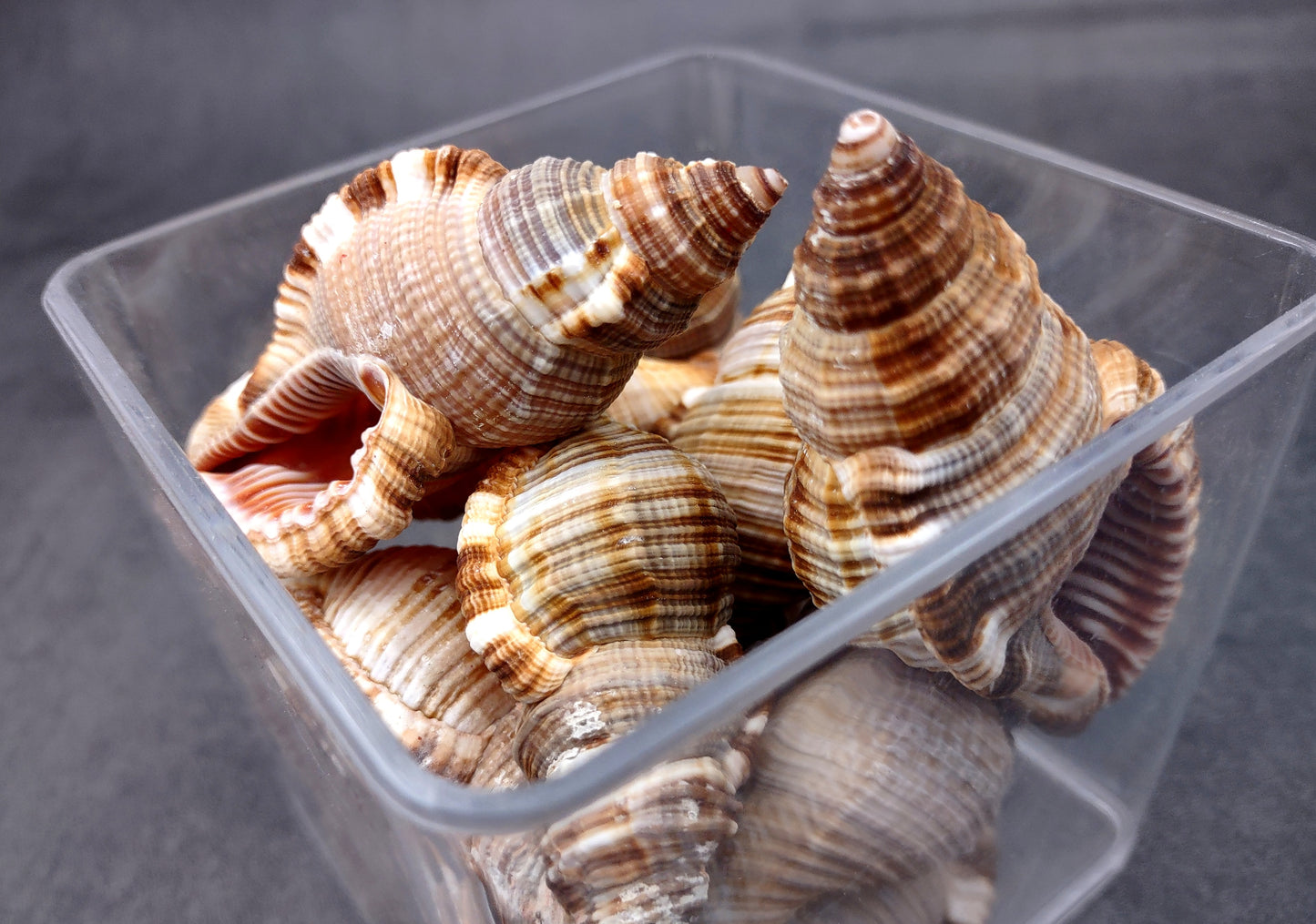 Hairy Triton Seashells - Cymatium Pileare Linnaeus - (4 shells approx. 2-4 inches). Brown, tan, white, and light grey shaded shells. Copyright 2024 SeaShellSupply.com.
