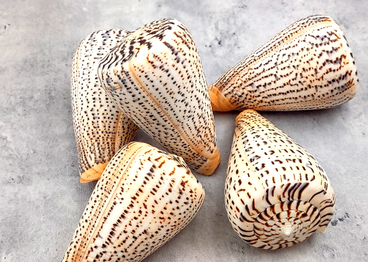 Suratan Cone Seashell (3 inch) - Conus Suratensis. Mainly white shells with black spots, one sitting to show the design and one to show the opening. Copyright 2024 SeaShellSupply.com.