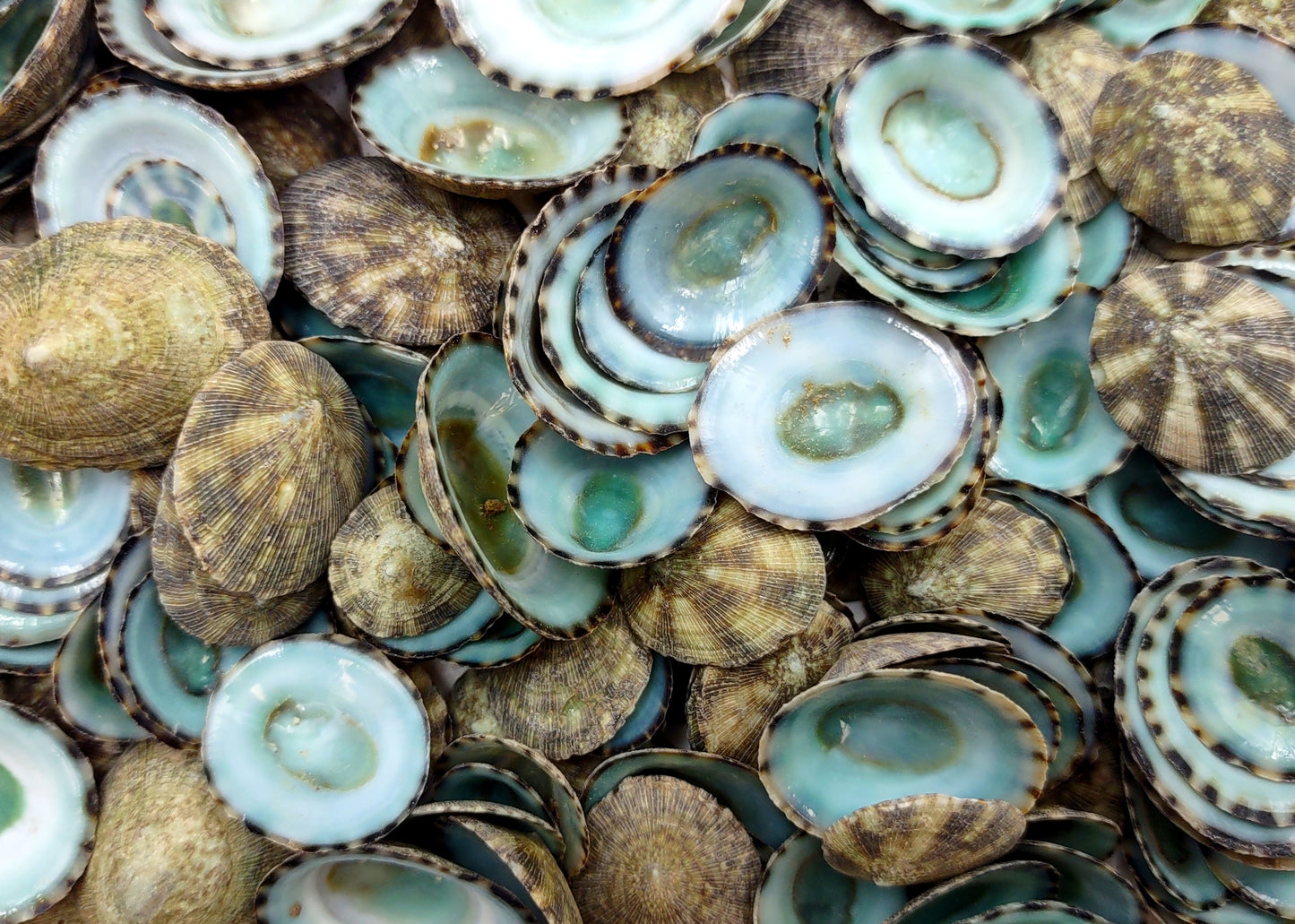 Green Limpet Seashells Sutorria Mesoleuca (1 cup approx. 240+ shells 0.5+ inches) Small Green Limpet Shells for arts crafts & jewelry!