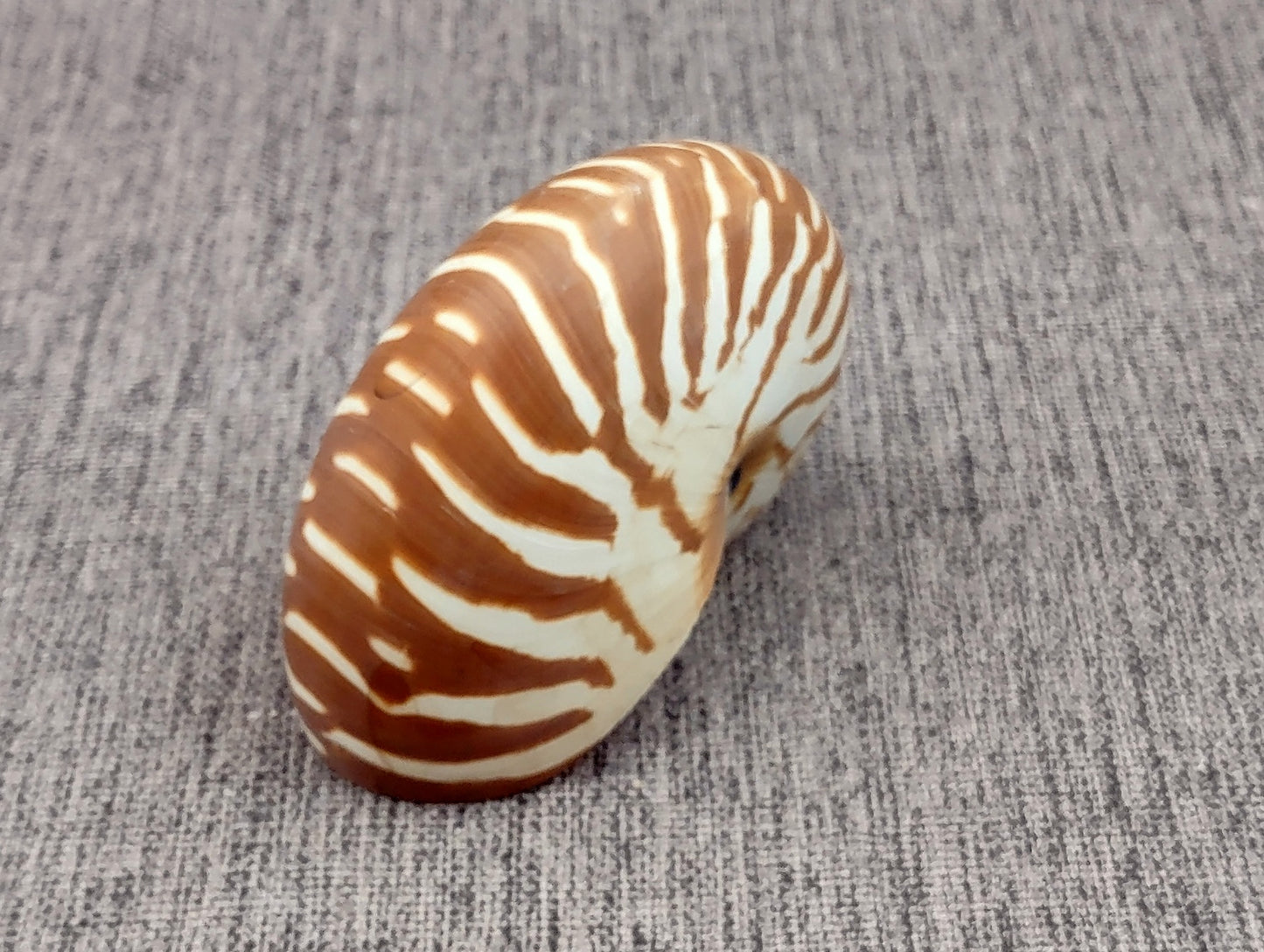 Baby Natural Nautilus Seashell - Nautilus Pompilius - (1 shell approx. 3-4 inches). One white and brown stripped spiral shell. Copyright 2022 SeaShellSupply.com.