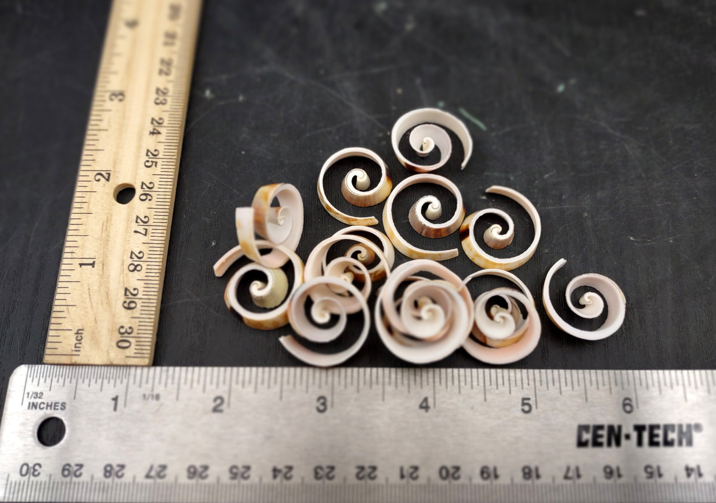 Swirl Cut Strombus Seashell Strombus Luhuanus (15 shell slices approx. .75+ inches) Copyright 2024 SeashellSupply.com