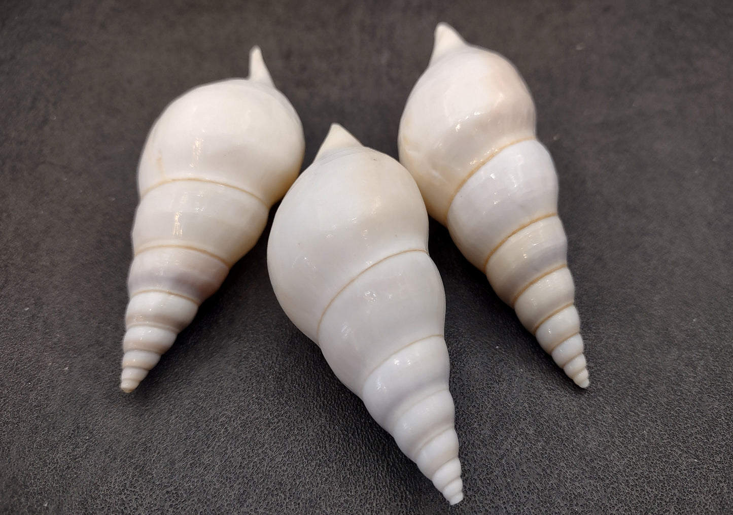 Delicate Tibia Shell - Tibia Delicatula - (3 shells approx. 3-4 inches). Three white and tan shaded spiral shells with a small opening at the end. Copyright 2022 SeaShellSupply.com.