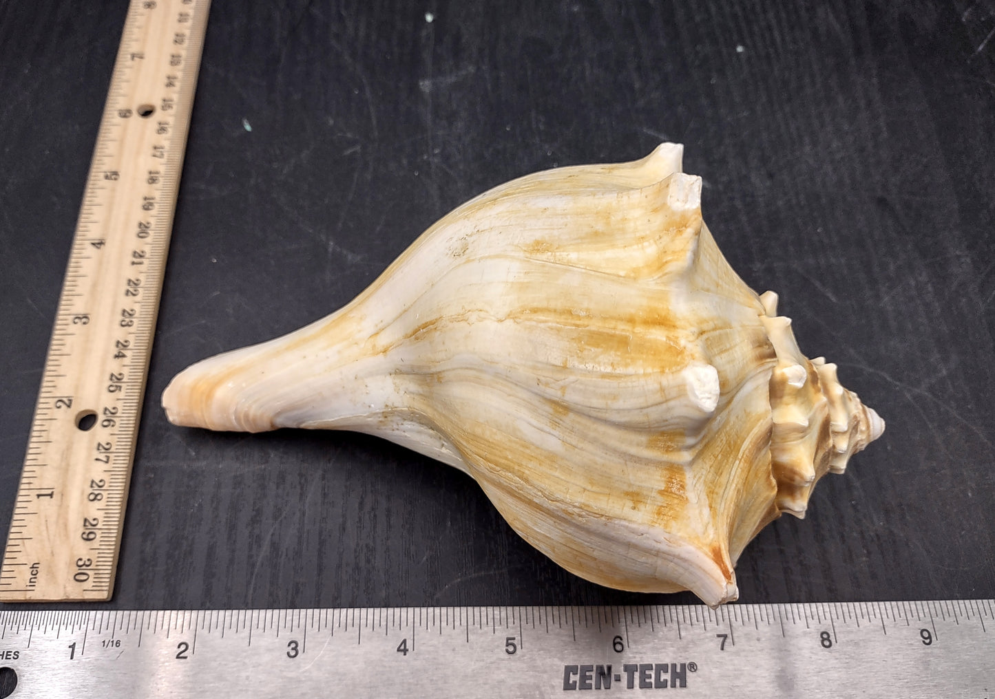 Atlantic Right Handed Whelk - Busy Carica - (1 shell, Approx. 5.5-6.5 inches). Creamy shell with wide wrapping but a longer pointed end, some spikes. Copyright 2024 SeaShellSupply.com.