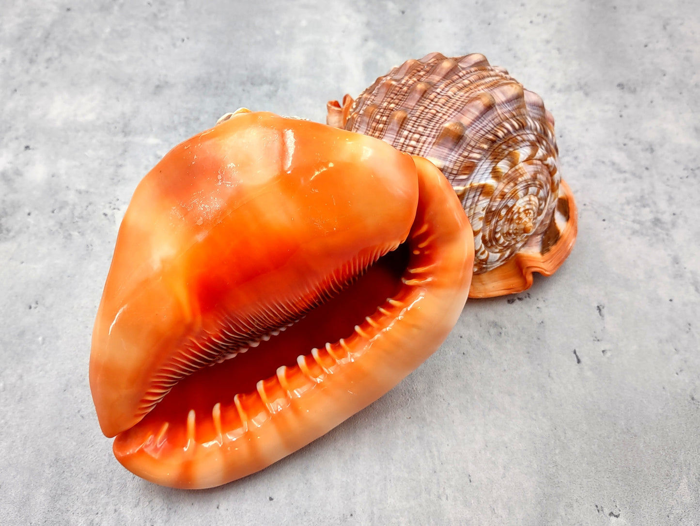 Bullmouth Helmet Seashell Cassis Rufa (1 shell approx. 5+ inches) Adorable shell for any coastal craft or decoration!
