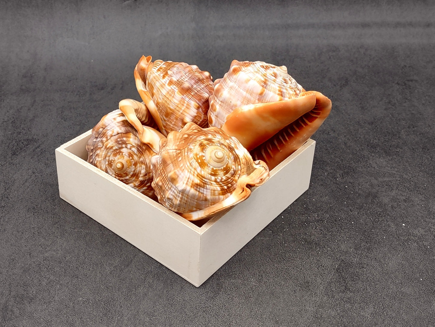 Baby Bull's Mouth Helmet Shell (3-4") - Cassis Rufa