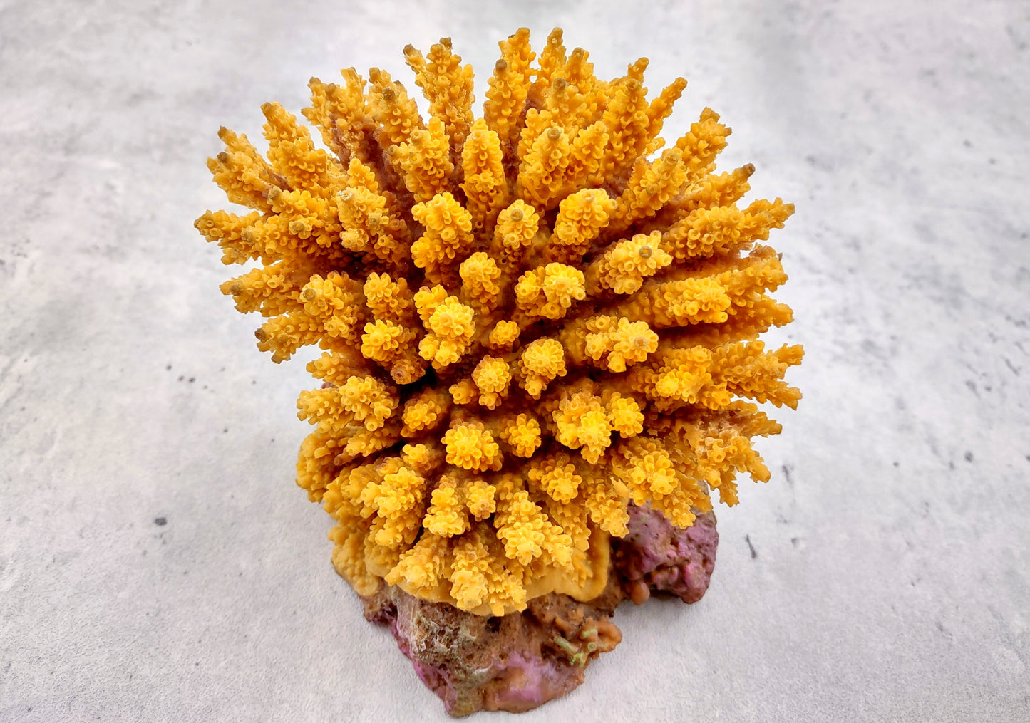 Yellow FAUX Table Coral Acropora Hyacinthus (1 FAKE Coral approx. 3Dx4Tx4W inches) Perfect coral for any coastal display or crafting!