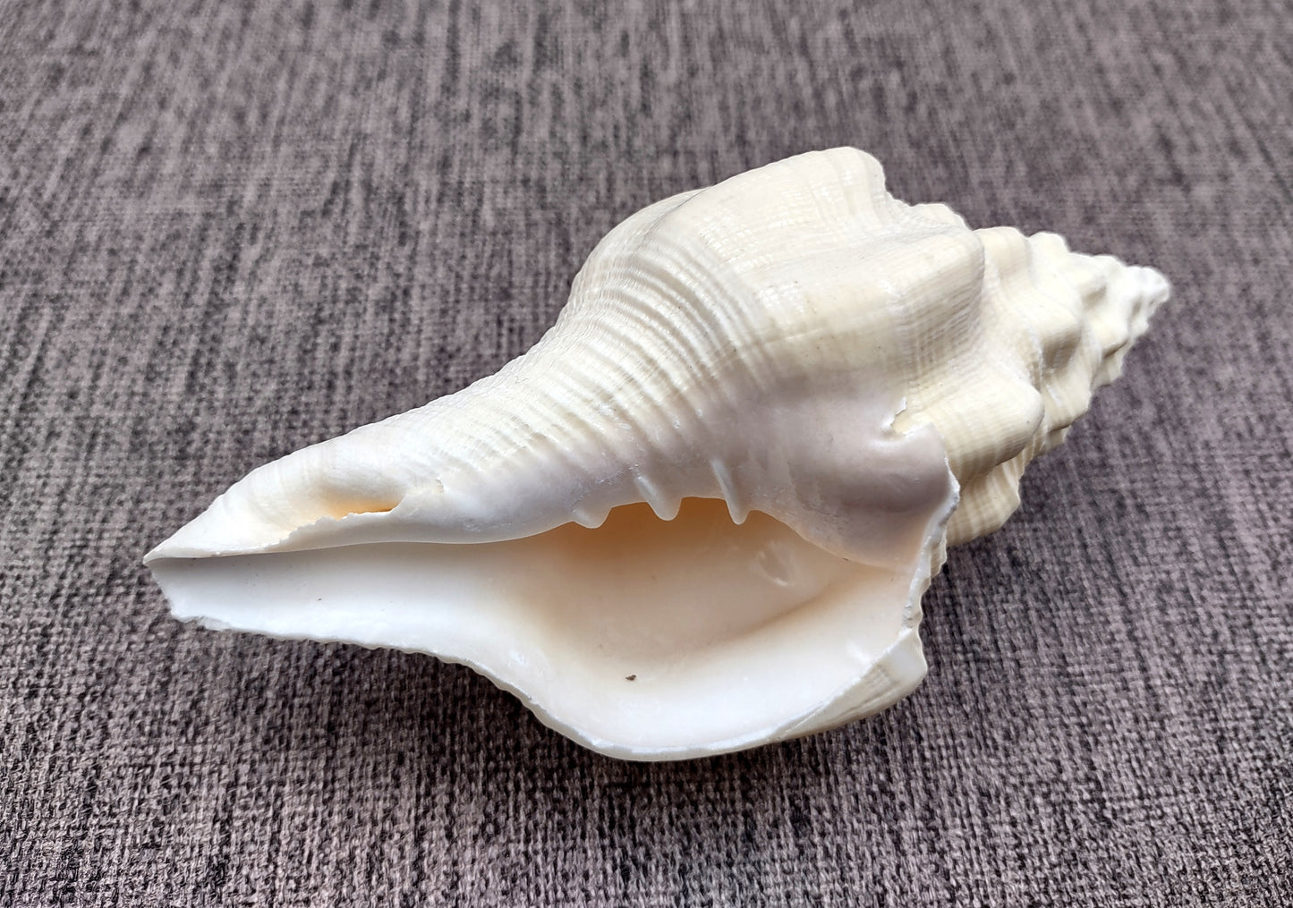 West Indian Chank - Turbinella Angulata - (1 shell 5-6 inches). White ribbed spiral shells, one shell shows the opening and one showing the textured side. Copyright 2024 SeaShellSupply.com.