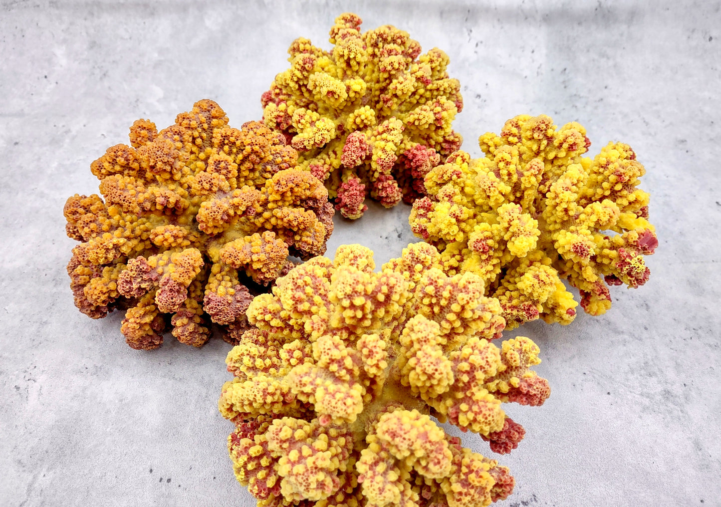 Yellow Rose FAUX Cluster Coral - Pocillopora Elegans - 1 faux coral approx. 5Wx3Dx4T with some dark pink arms on light background Copyright 2022 SeaShellSupply.com.
