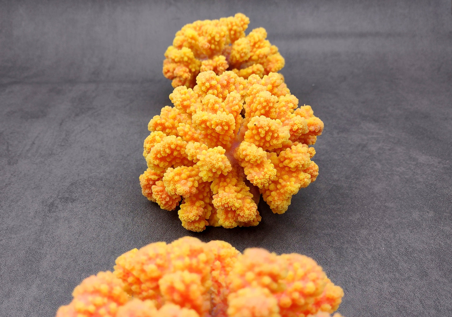 Yellow Faux Coral Cluster - Pocillopora Elegans - (1 FAUX Coral approx. 5Wx3Dx4T). Orange and pink tinted fluffy heavily textured coral cluster with many arms. Copyright 2024 SeaShellSupply.c