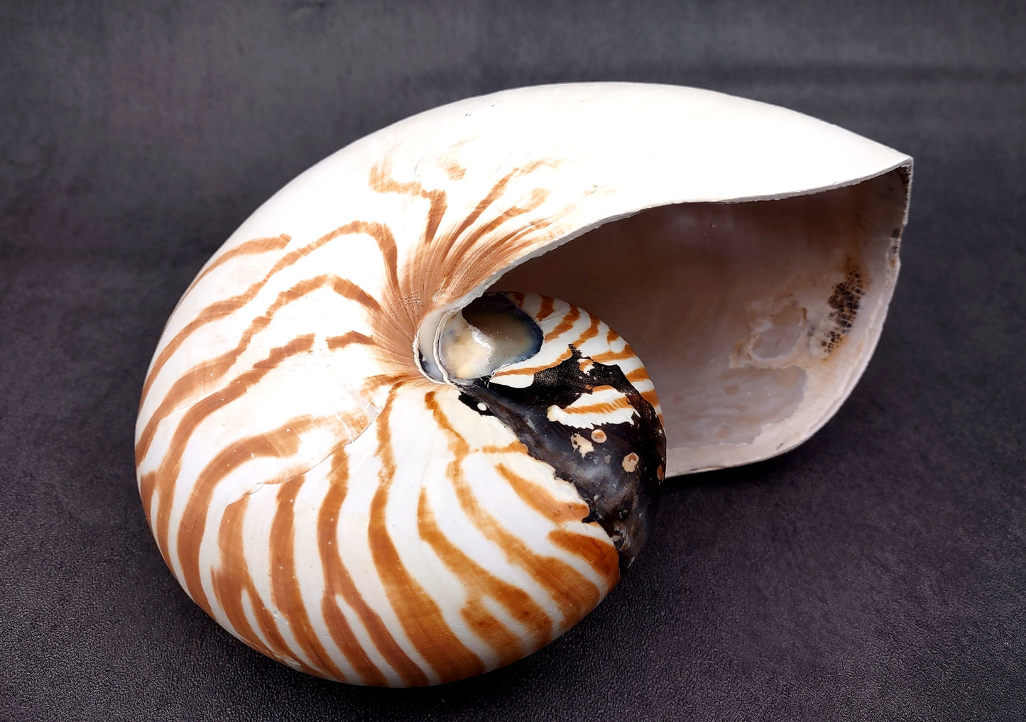 Natural Nautilus Seashell (6-7") - Nautilus Pompilius