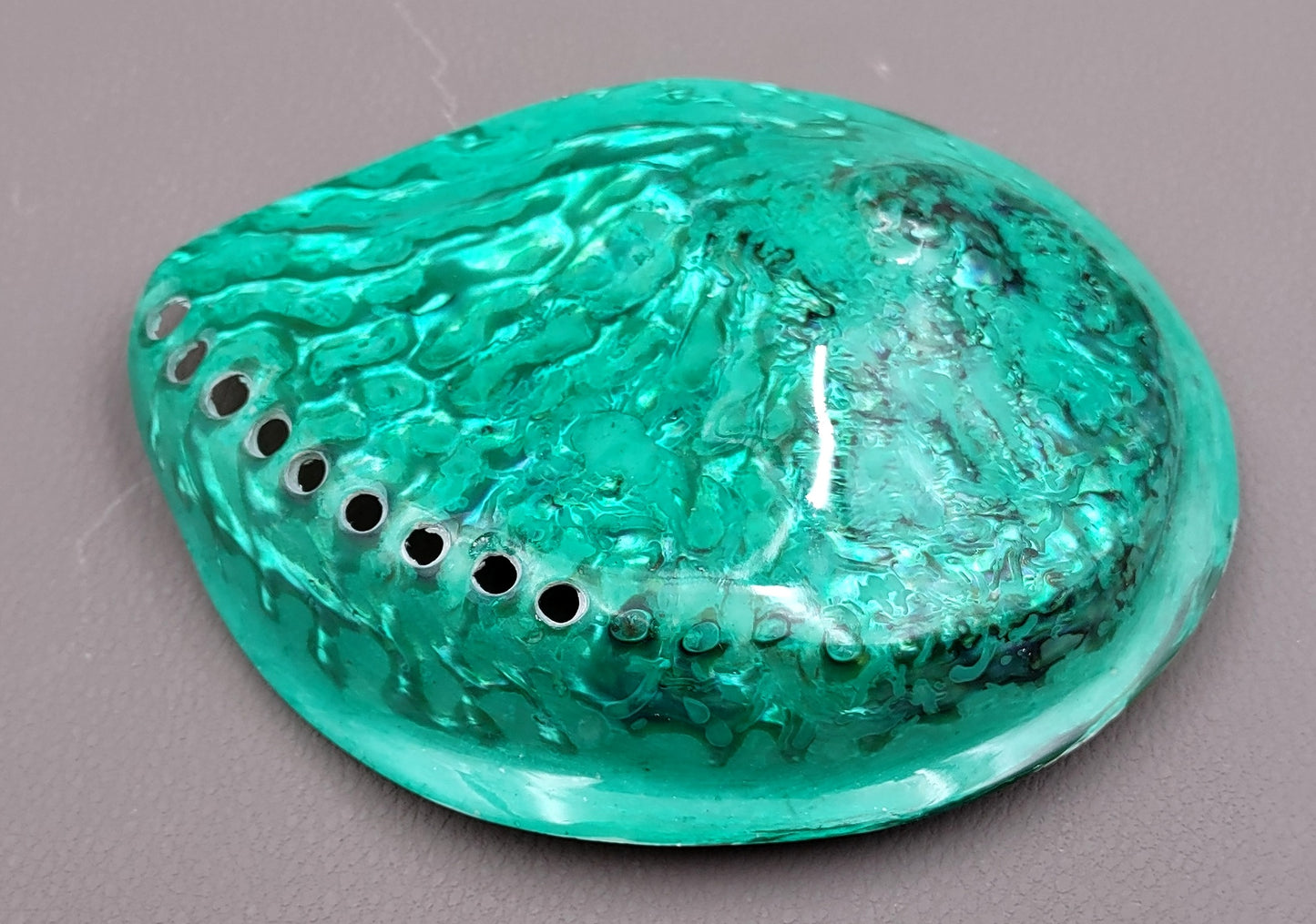 Polished Green Midas Abalone - Haliotis Midae - (1 shell approx. 5-6 inches). One pretty flat multi shaded green wide shell. Copyright 2022 SeaShellSupply.com.